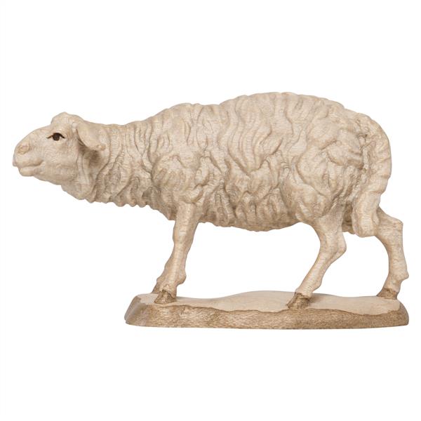 Schaf schauend Schaf schauend