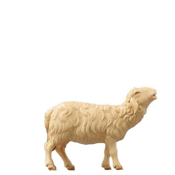 Schaf blökend Schaf blökend