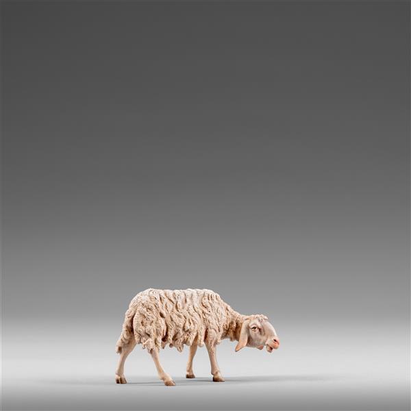 Schaf rechts schauend Schaf rechts schauend