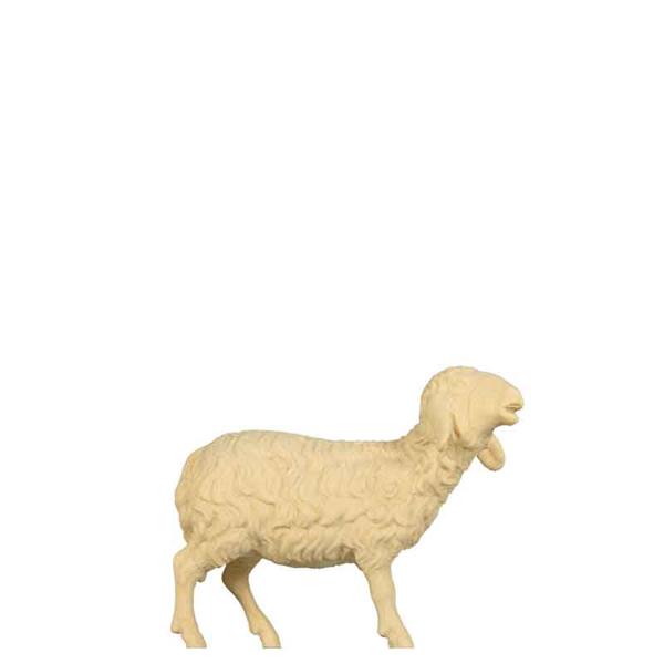 Schaf stehend Schaf stehend