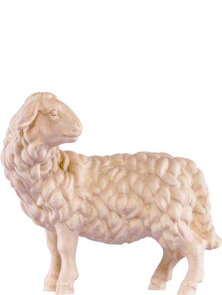 Schaf schauend Schaf schauend