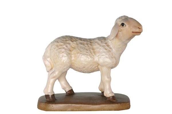 Schaf Kopf hoch Schaf Kopf hoch