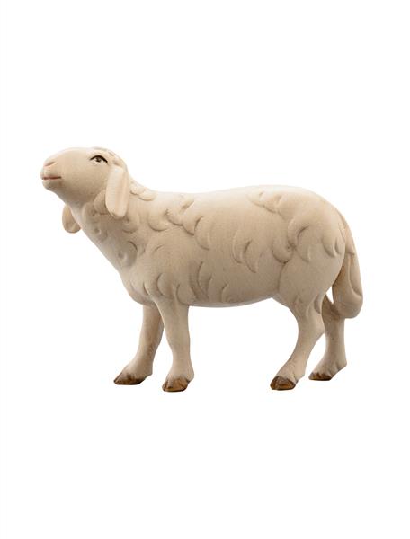 LI Schaf laufend