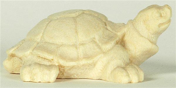 Schildkröte Schildkröte