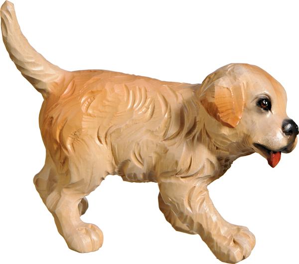 Golden Retriever Welpe Golden Retriever Welpe