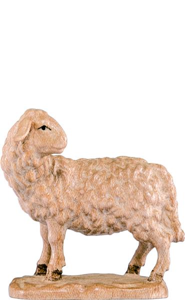 Schaf schauend Schaf schauend