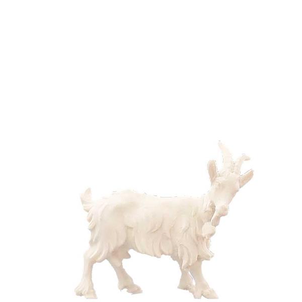 Ziege mit Glocke Ziege mit Glocke