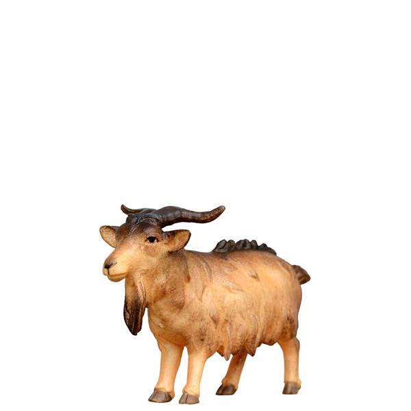 Ziegenbock gerade schauend