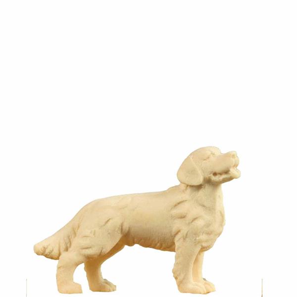 Golden Retriever Hund Golden Retriever Hund