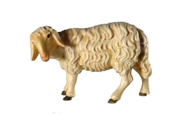 Schaf