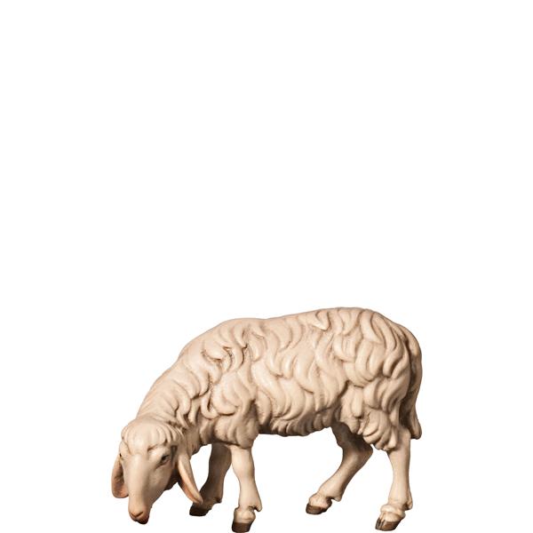 Schaf grasend links schauend Schaf grasend links schauend