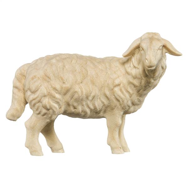Schaf stehend rechtsschauend