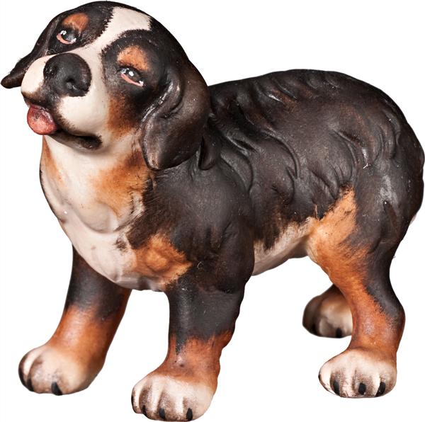 Berner Sennenhund Welpe Berner Sennenhund Welpe