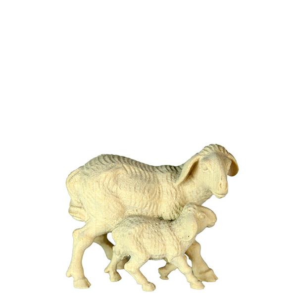 Schafgruppe Schafgruppe