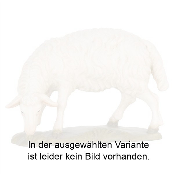 Schaf grasend Schaf grasend