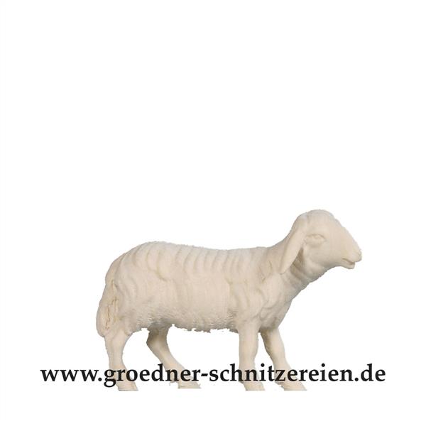 Schaf schauend
