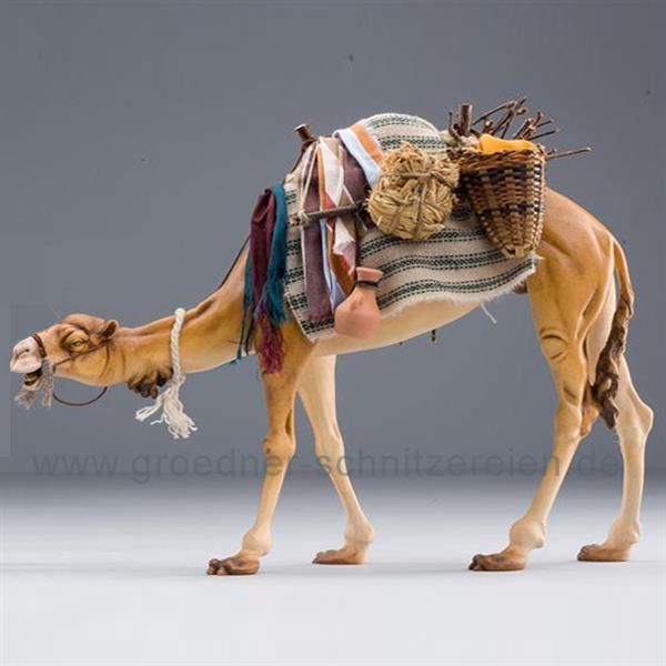 Dromedar bepackt für Beduine Dromedar bepackt für Beduine
