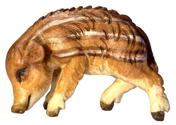 Wildschweinjunge Kopf unten Wildschweinjunge Kopf unten