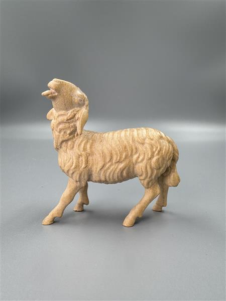 Schaf mit erhobenen Kopf