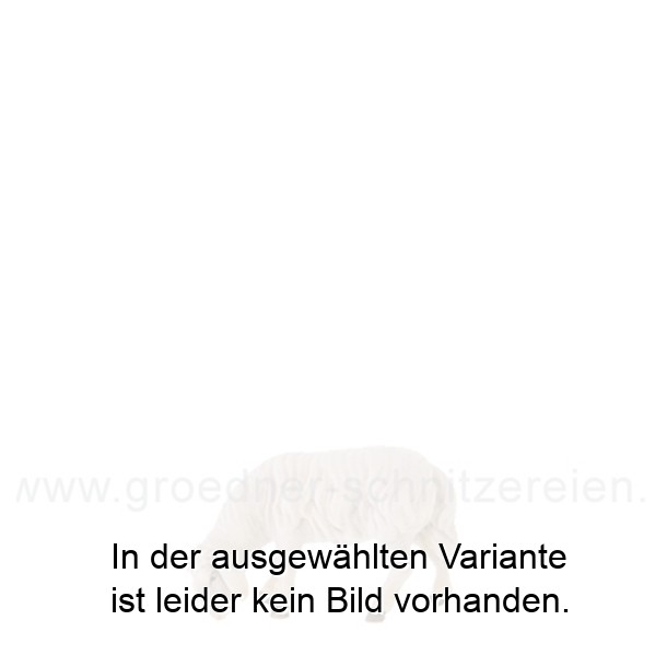 Abweidendes Schaf Abweidendes Schaf
