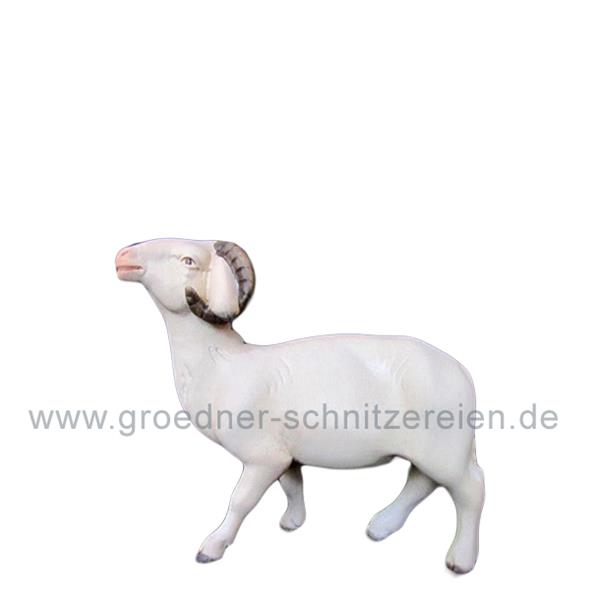 Widder modern