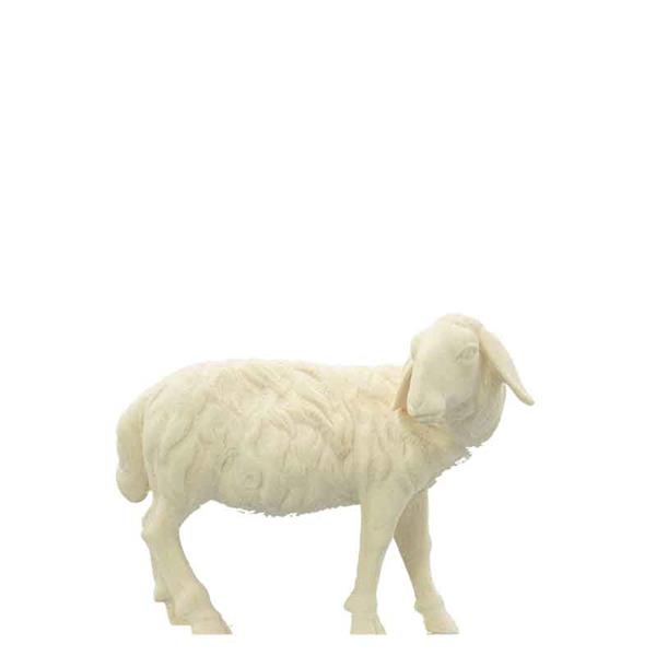 Schaf zurückschauend Schaf zurückschauend