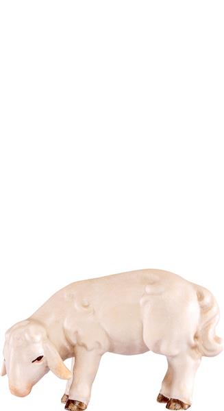 Lamm grasend Artis Lamm grasend Artis