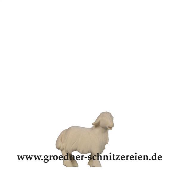 Lamm stehend
