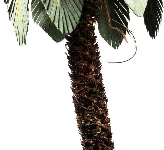 Palme Palme