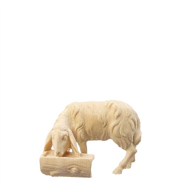 Schaf trinkend Schaf trinkend