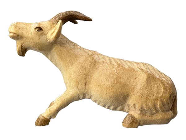 Starrköpfige Ziege