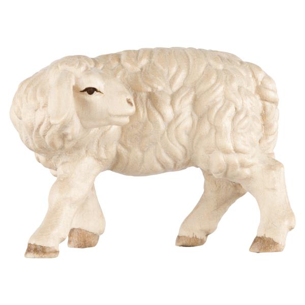 Schaf zurückschauend Schaf zurückschauend