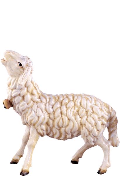 Schaf blökend Schaf blökend