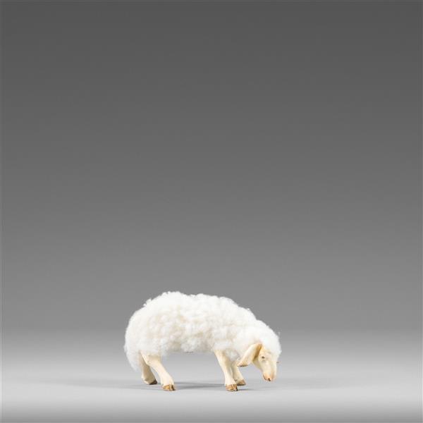 Schaf äsend mit Wolle weiß