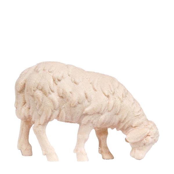 Schaf neu äsend Schaf neu äsend