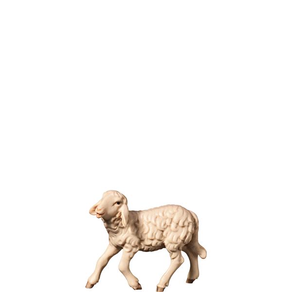 Schaf halbwüchsig