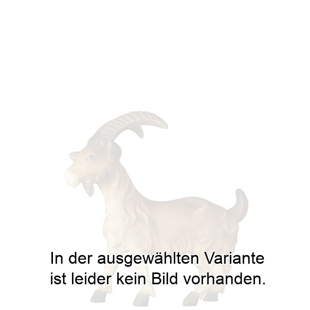 Ziege ohne Kitz