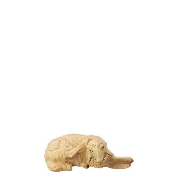 Liegendes Schaf kratzend Liegendes Schaf kratzend