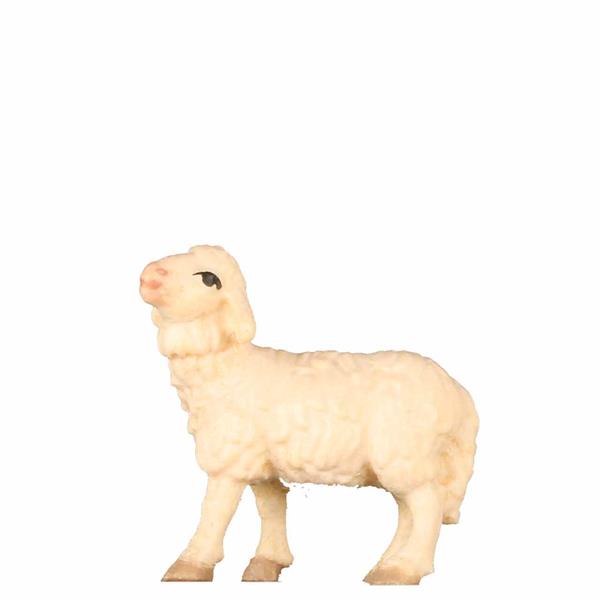 Schaf stehend Kopf oben Schaf stehend Kopf oben