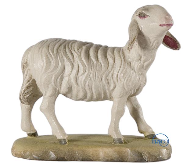 Schaf Kopf erhoben