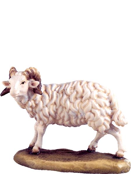 Widder