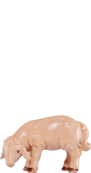 Lamm grasend Artis Lamm grasend Artis