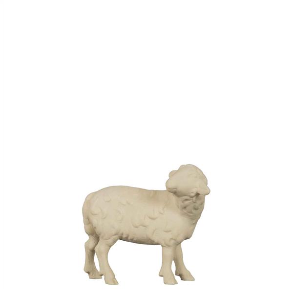 Schaf stehend zurückschauend Schaf stehend zurückschauend