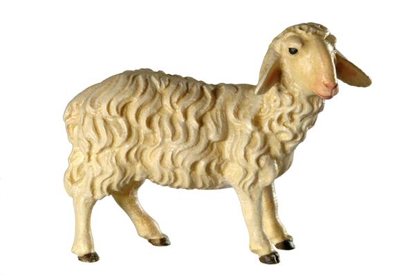 Schaf stehend