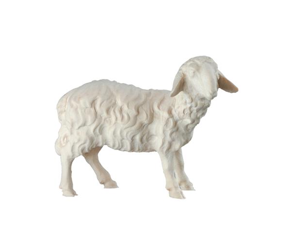 Schaf stehend Schaf stehend