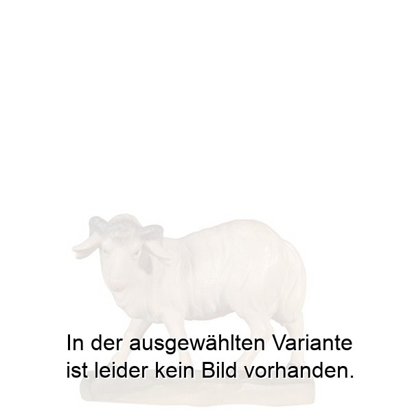 Widder Widder