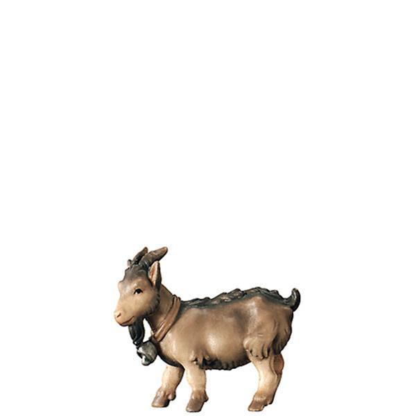 Zwergziege Zwergziege