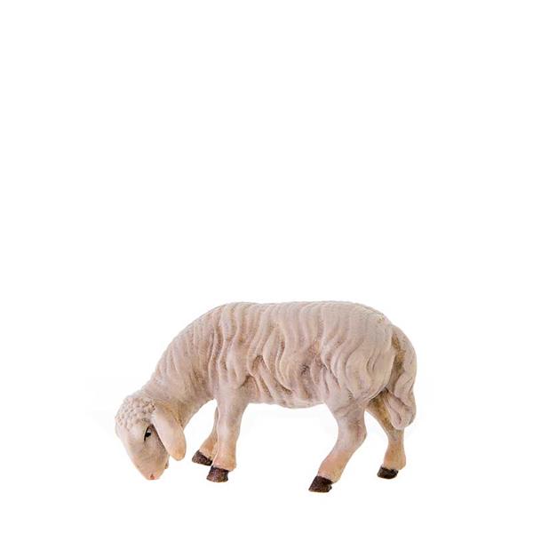 Abweidendes Schaf
