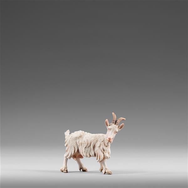 Ziege rechts schauend Ziege rechts schauend