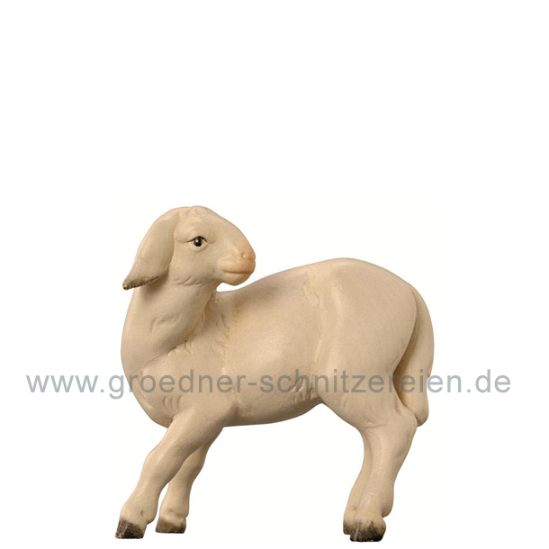Schaf modern rückschauend